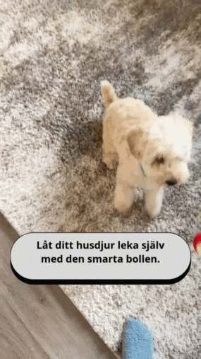 PawMotion – Interaktiv hundleksak med sensorstyrd rörelse